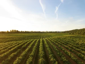 champs agriculture