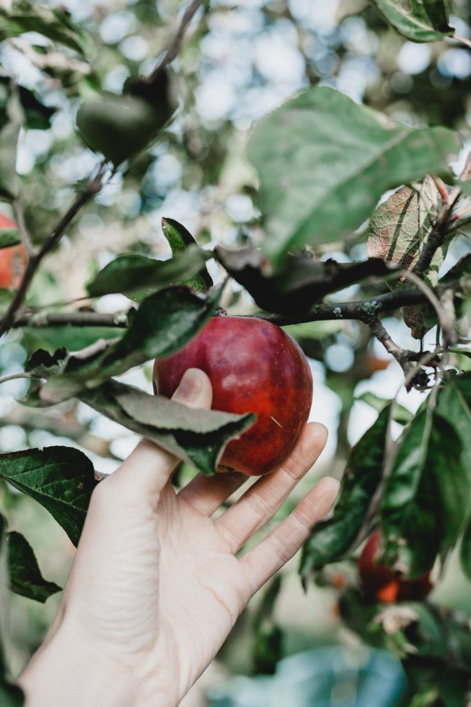 cueillir une pomme dans un pommier