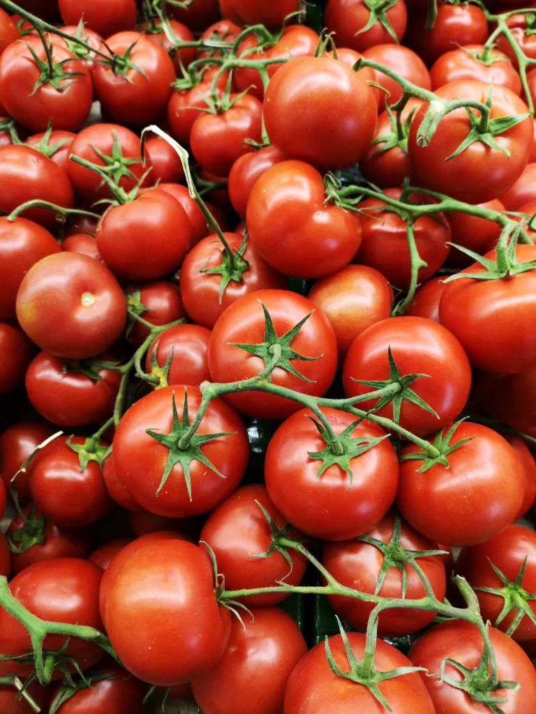 tomates vignes